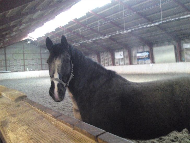 DSP Skovgårdens Sigma ( R.I.P) billede 3