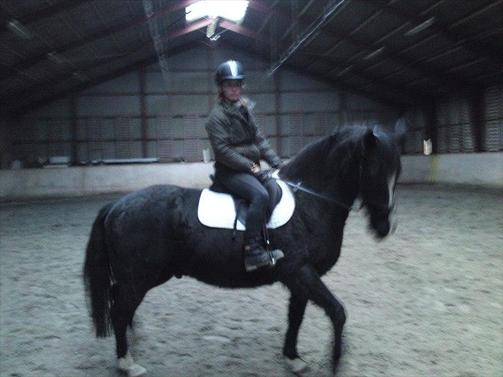 DSP Skovgårdens Sigma ( R.I.P) - Januar 2011, smukke dyr billede 4