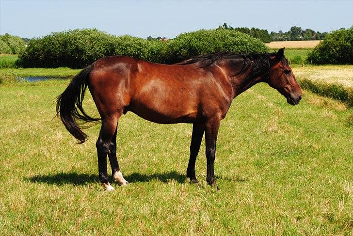 Traver L D White R.I.P  - Afslapning på marken billede 1