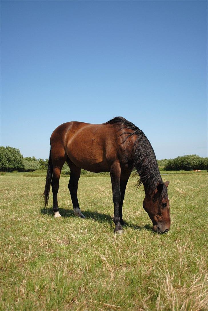 Traver L D White R.I.P  - Spisetid og afslapning på marken billede 2