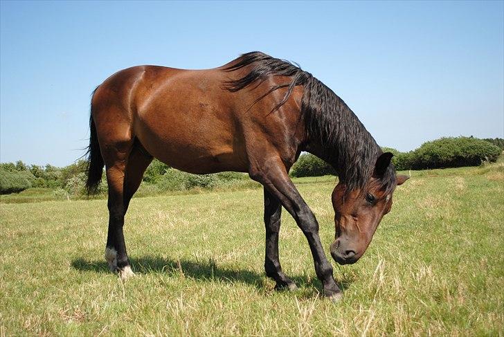 Traver L D White R.I.P  - Det klør...  billede 3