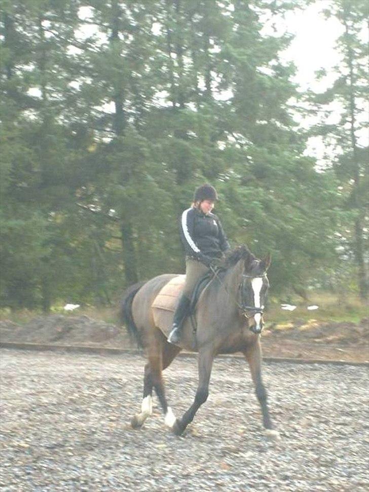 Dansk Varmblod Minelli Mosegård  - Jannie og Minelli billede 7