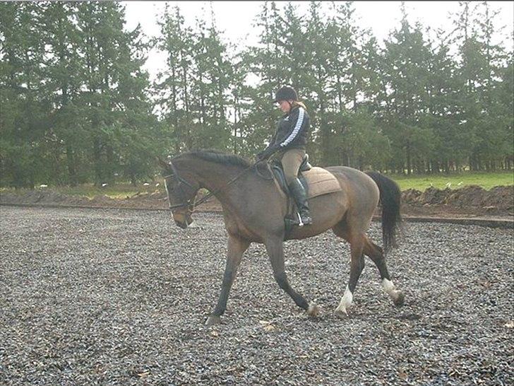 Dansk Varmblod Minelli Mosegård  billede 8