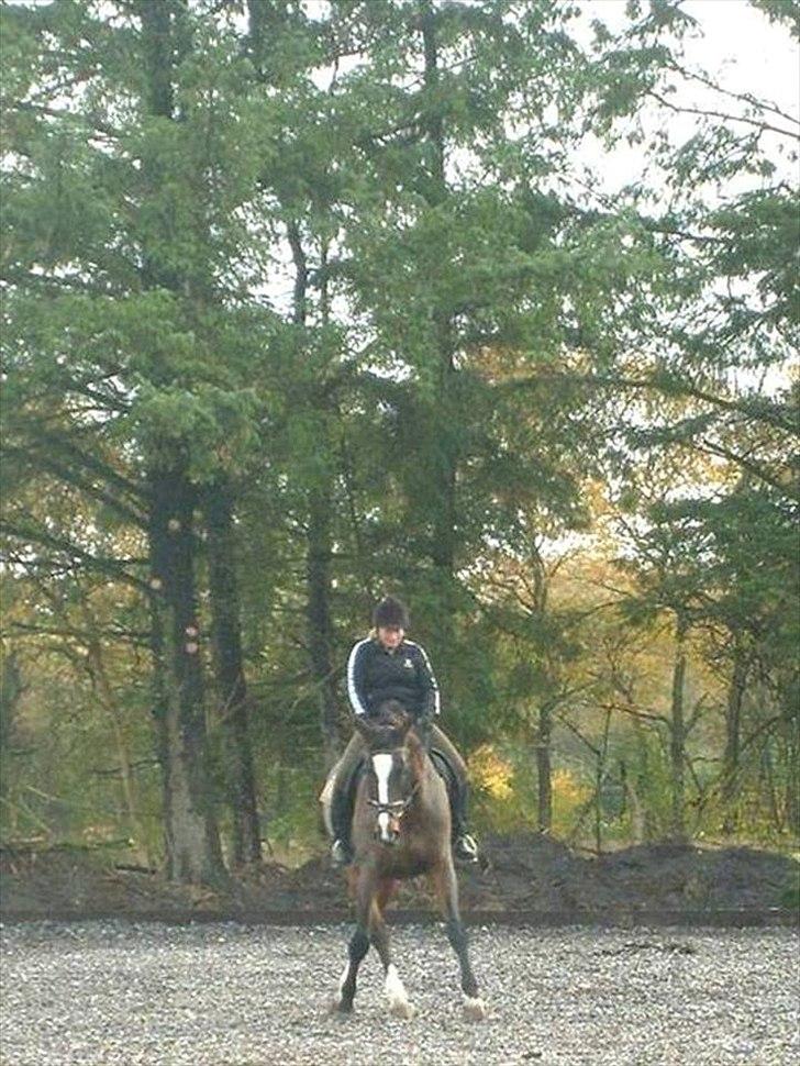 Dansk Varmblod Minelli Mosegård  billede 9