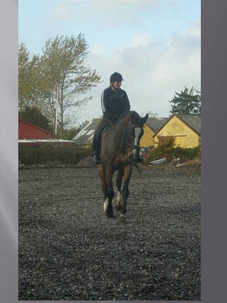 Dansk Varmblod Minelli Mosegård  billede 10