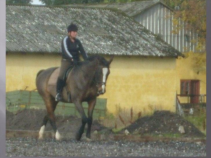 Dansk Varmblod Minelli Mosegård  billede 12