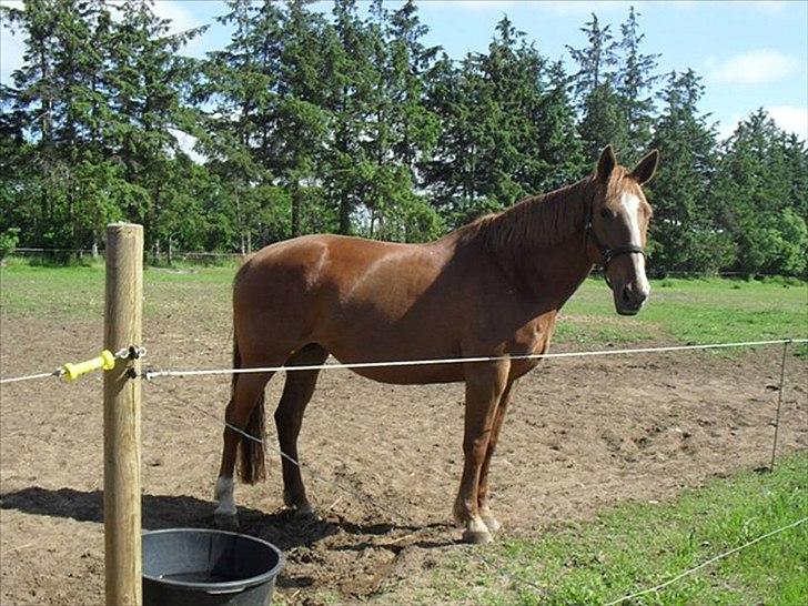 Dansk Varmblod Kate billede 1