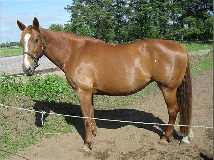 Dansk Varmblod Kate billede 2