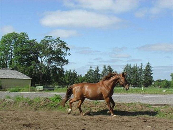 Dansk Varmblod Kate billede 3