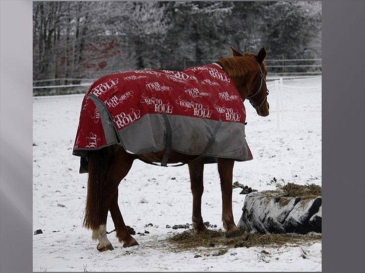 Dansk Varmblod Kate billede 4