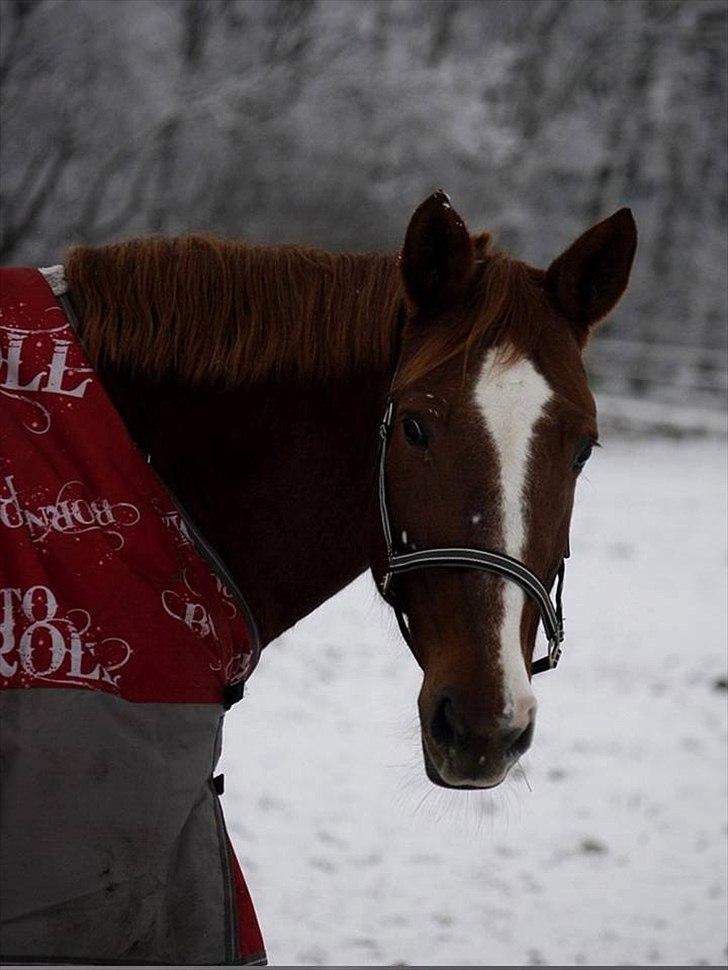 Dansk Varmblod Kate billede 5