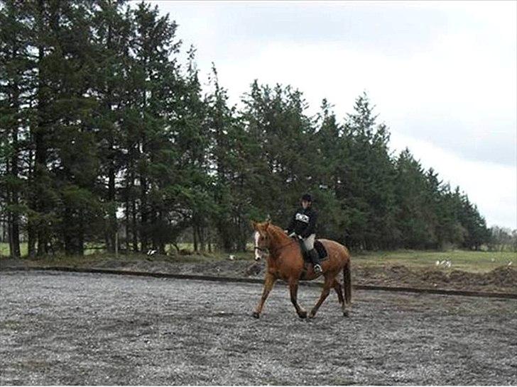 Dansk Varmblod Kate billede 6