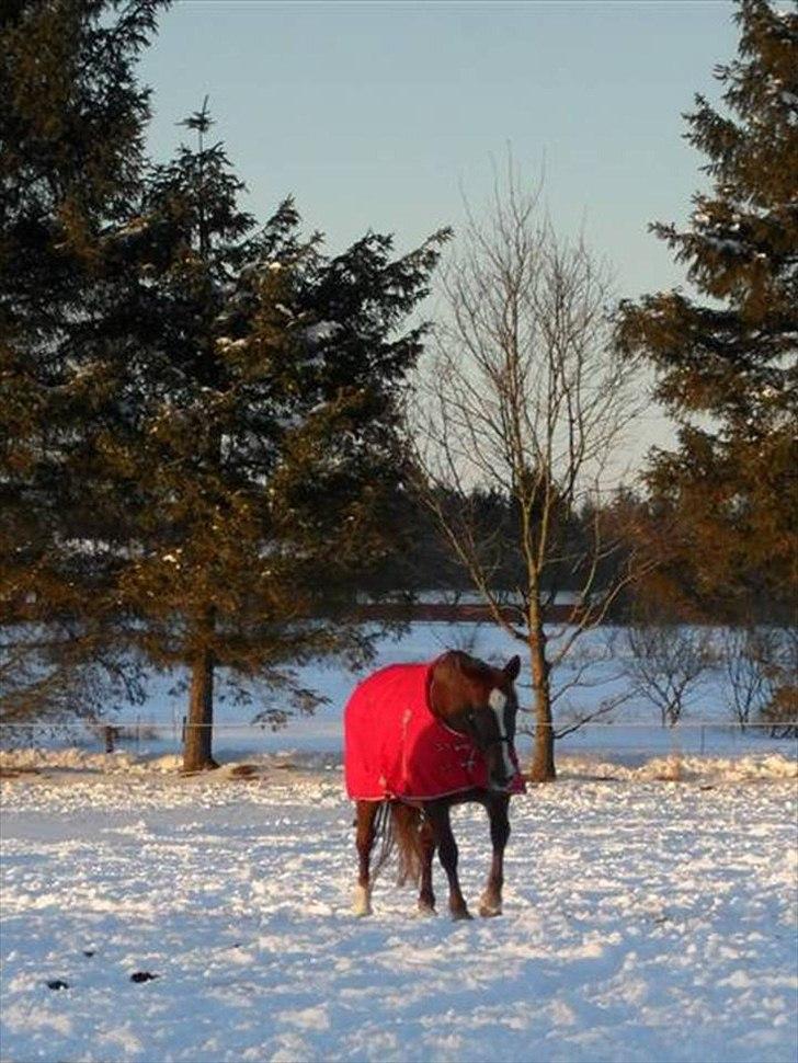 Dansk Varmblod Kate billede 7