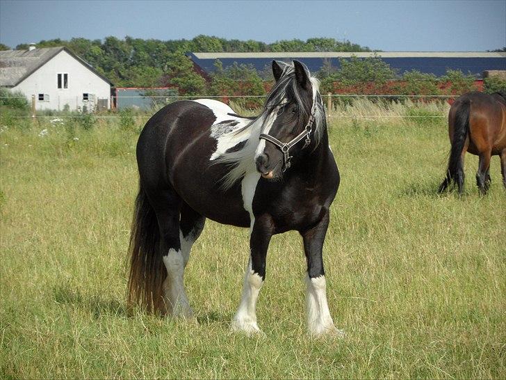 Irish Cob Mischa billede 2