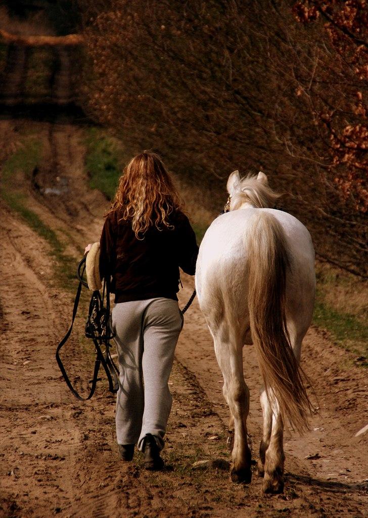 Irsk Sportspony - Charmeur - Når enden er god, er alting godt!  billede 20