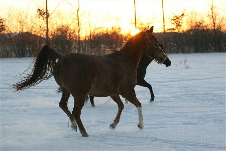 Arabisk fuldblod (OX) Jet´amie billede 2