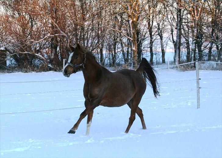 Arabisk fuldblod (OX) Jet´amie billede 3