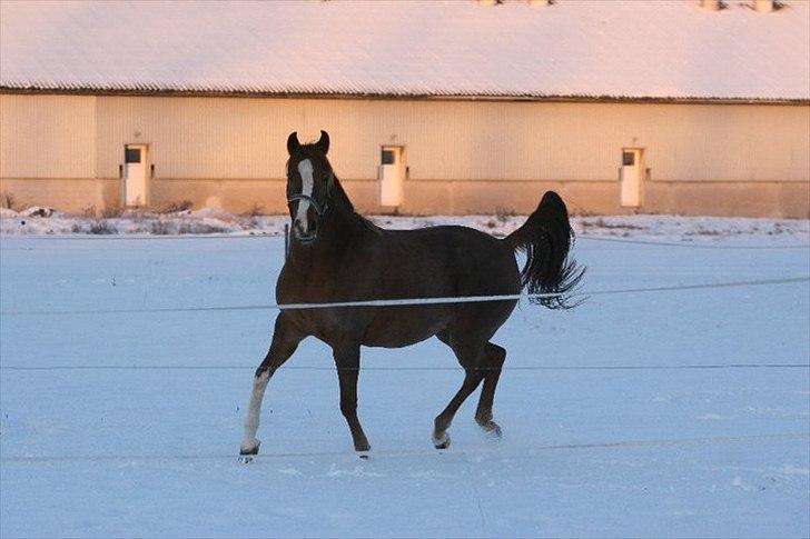 Arabisk fuldblod (OX) Jet´amie billede 4