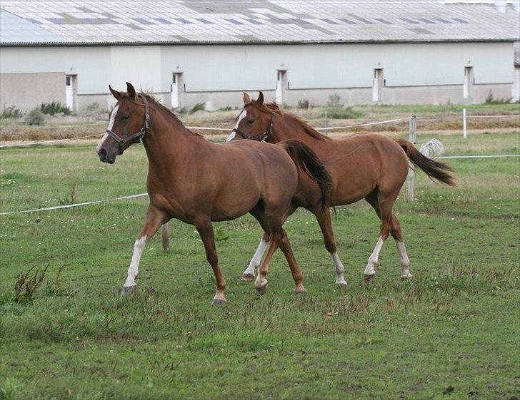 Arabisk fuldblod (OX) Jet´amie billede 5