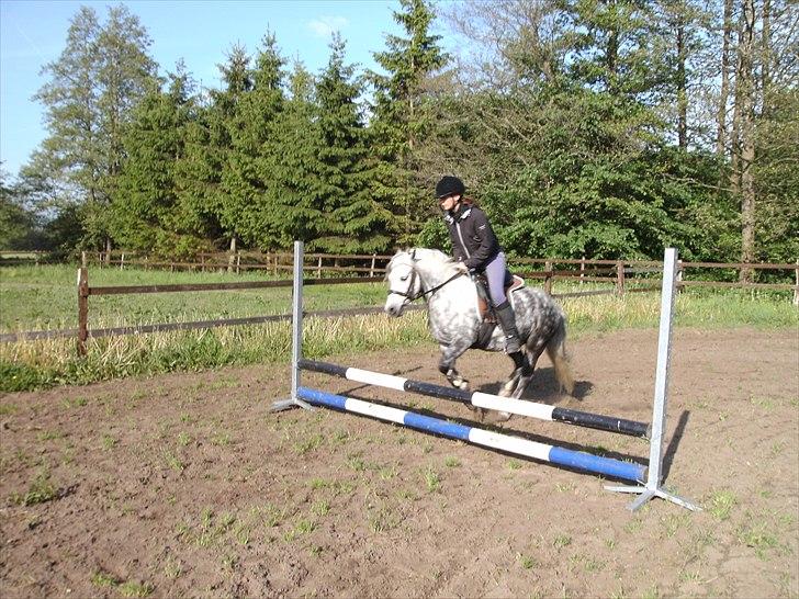 Welsh Pony (sec B) Nappemarkens Porsche - Min veninde kunne ik finde ud af kamaraet så det er det bedste billede.. :) billede 10