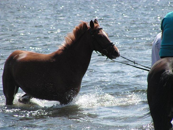 Hollandsk Sportspony Maloes billede 2