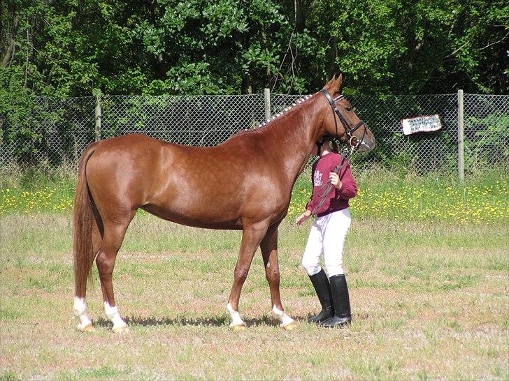 Hollandsk Sportspony Maloes billede 5