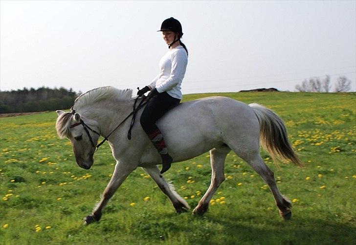 Fjordhest | Møllebjergs Bambine  - smukke pony <3 Foto: Rikke m. mit kamera billede 4