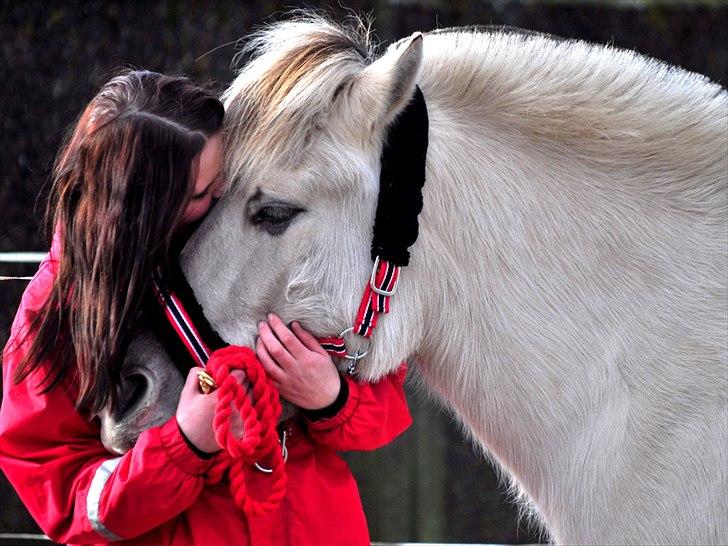 Fjordhest | Møllebjergs Bambine  - foto: Nadja Larsen billede 5