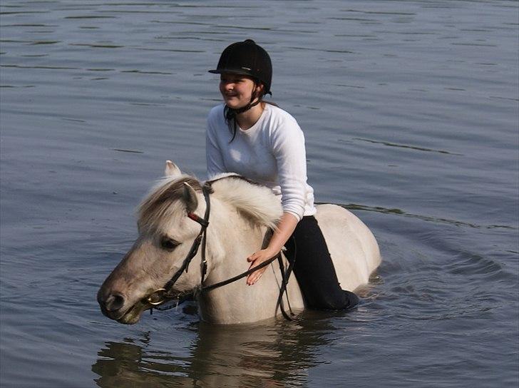 Fjordhest | Møllebjergs Bambine  - bader med den smukke <3 foto: Rikke m. mit kamera billede 8