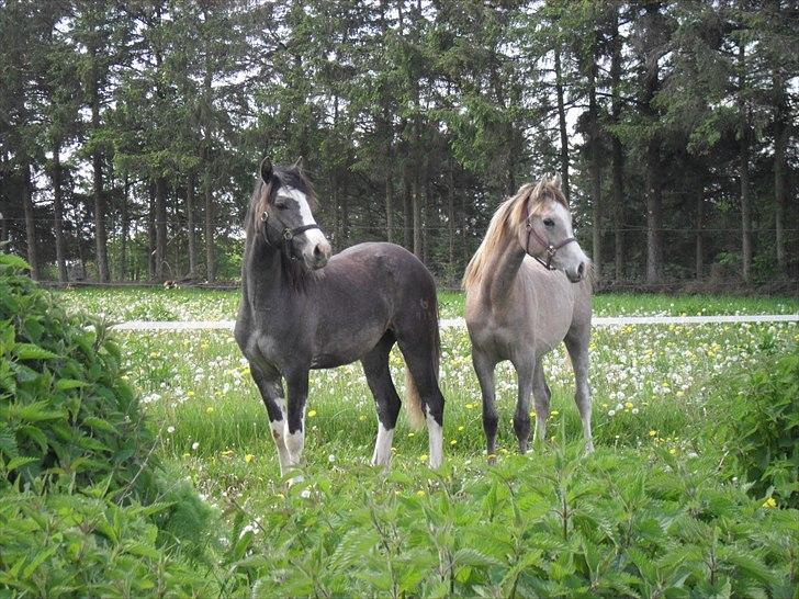 Arabisk fuldblod (OX) Amin El Karmdal (AVLSHINGST) - sommergræs 2010 billede 10