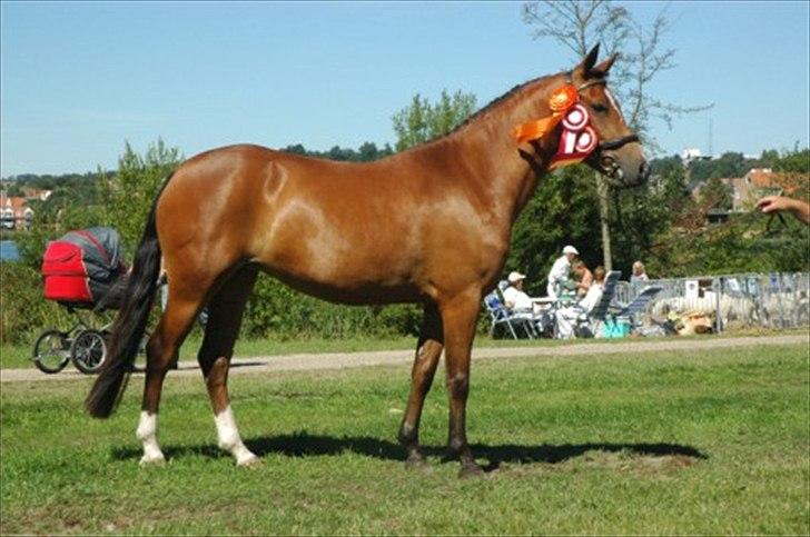 New Forest Vognmandgårdens Allstar - Blev valgt som SKUETS BEDSTE HEST. billede 2