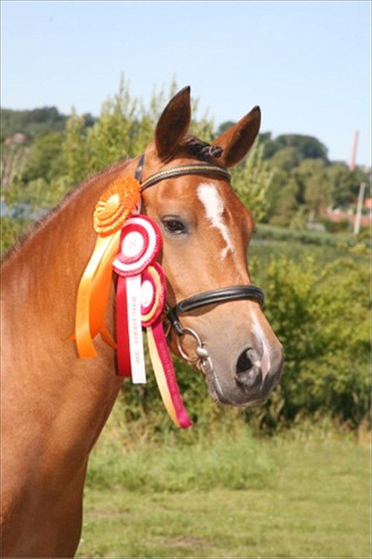New Forest Vognmandgårdens Allstar - En sand Allstar! billede 3