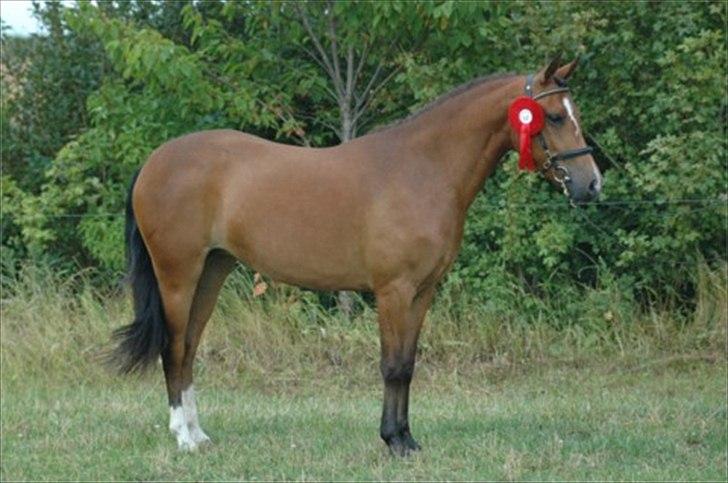New Forest Vognmandgårdens Allstar - Efter Kåring... Glæder sig til at komme på græs igen :-) billede 5