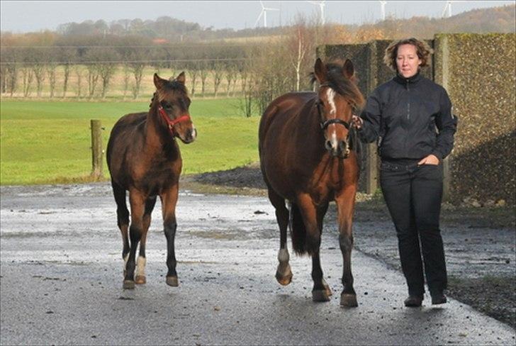 New Forest Vognmandgårdens Allstar - Med sit føl April. April er registreret i tyske ZFDP, som "Statspræmiefohlen" billede 6