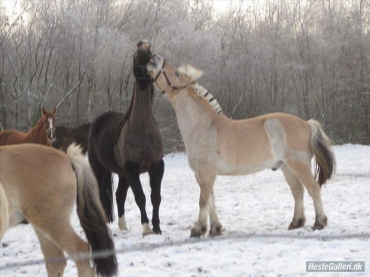Fjordhest Ceres Mørk. (GL. part) - Ceres og Sullivan leger. :-D (Ceres længst til højre) billede 15