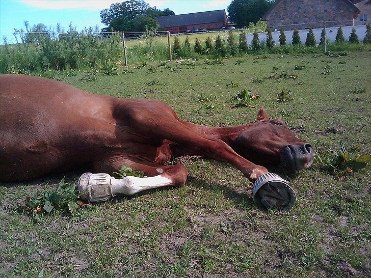 Dansk Varmblod Abentos - ZZzzzZZZzzzzz.... Foto:Malene billede 5