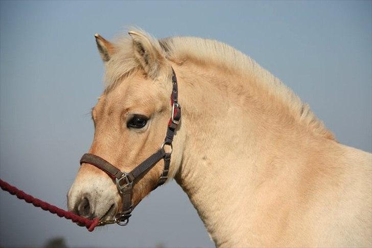 Fjordhest Hegnsvangs Lobo billede 4