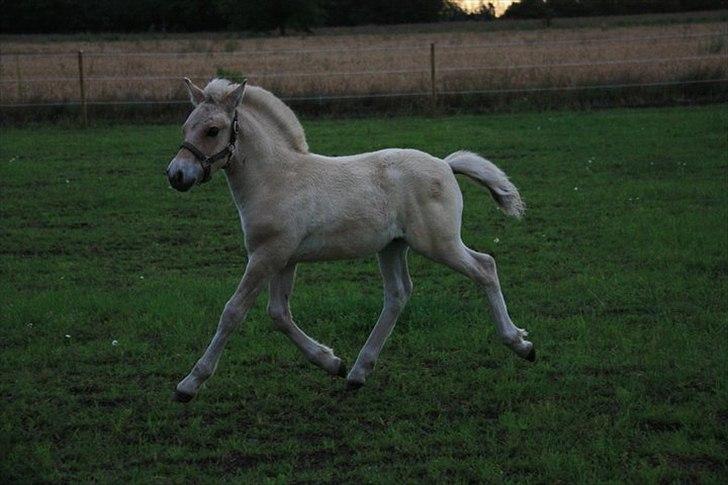 Fjordhest Hegnsvangs Lobo billede 7