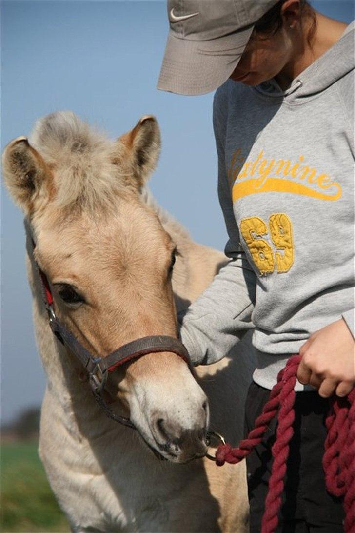 Fjordhest Hegnsvangs Lobo billede 8