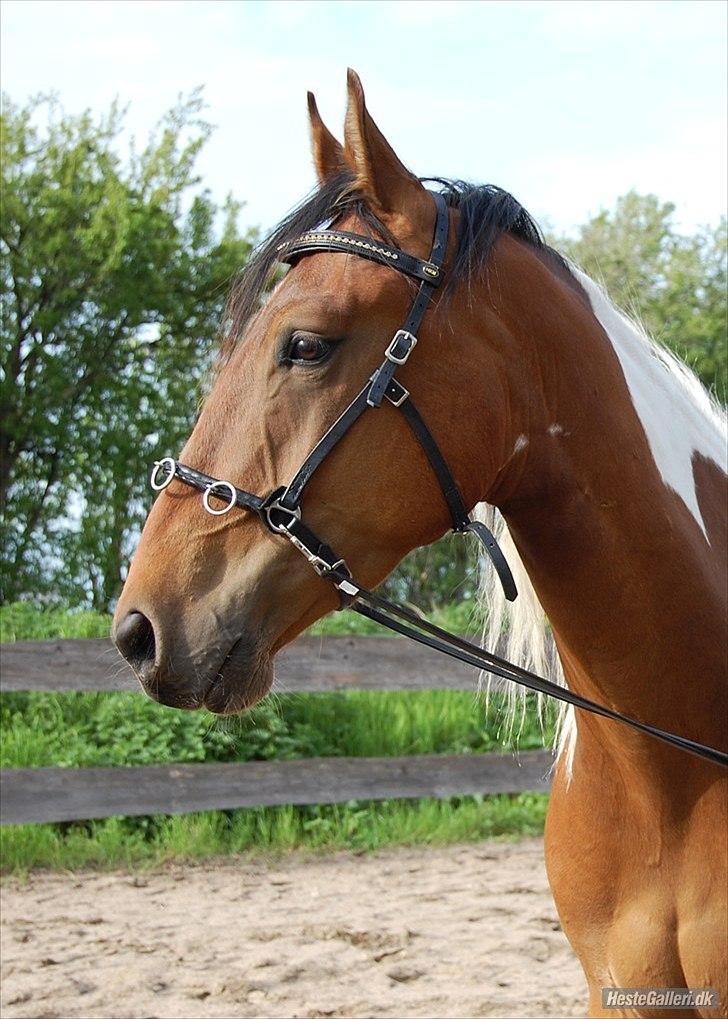 Pinto Højvang´s ikaros billede 1