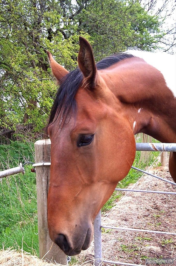 Pinto Højvang´s ikaros billede 2