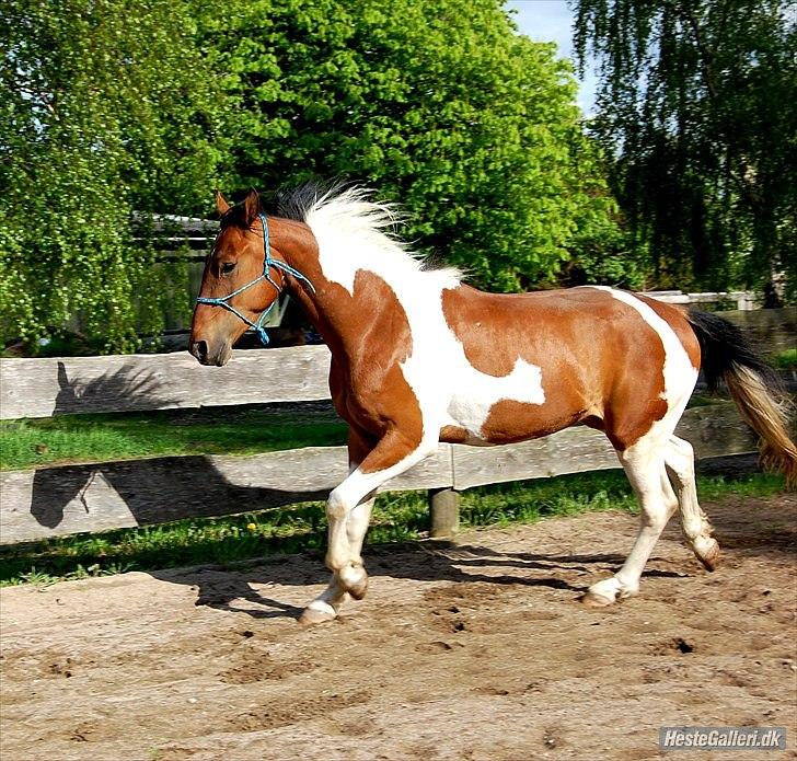 Pinto Højvang´s ikaros billede 3