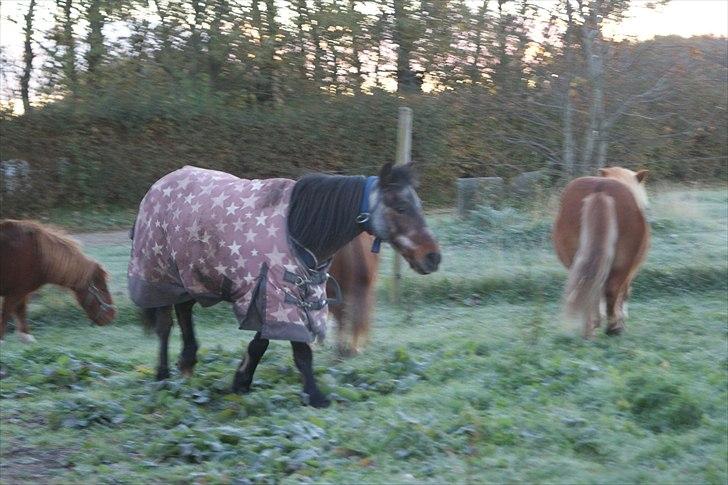 Anden særlig race Fifi (død):'-( - Fifi på fold med vores andre ponyer. billede 7