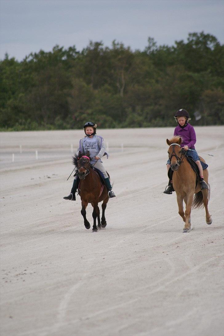 Anden særlig race Fifi (død):'-( - Her er vi på ponytrav lejr på Skive travbane billede 8