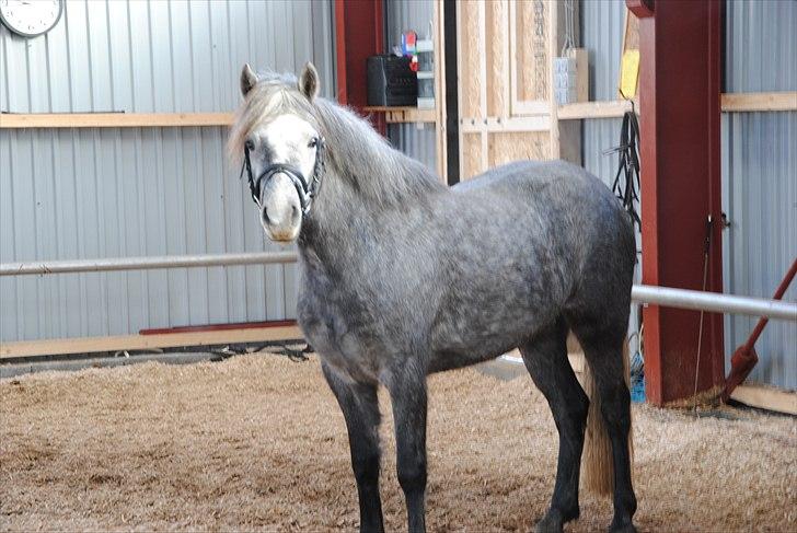DSP Hibbuhl Sika - træning i ridehallen! billede 8