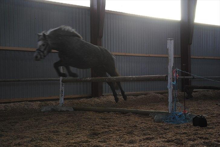 DSP Hibbuhl Sika - lidt sløret men løsspring 75 cm uden problemer! (hendes første gang) billede 9