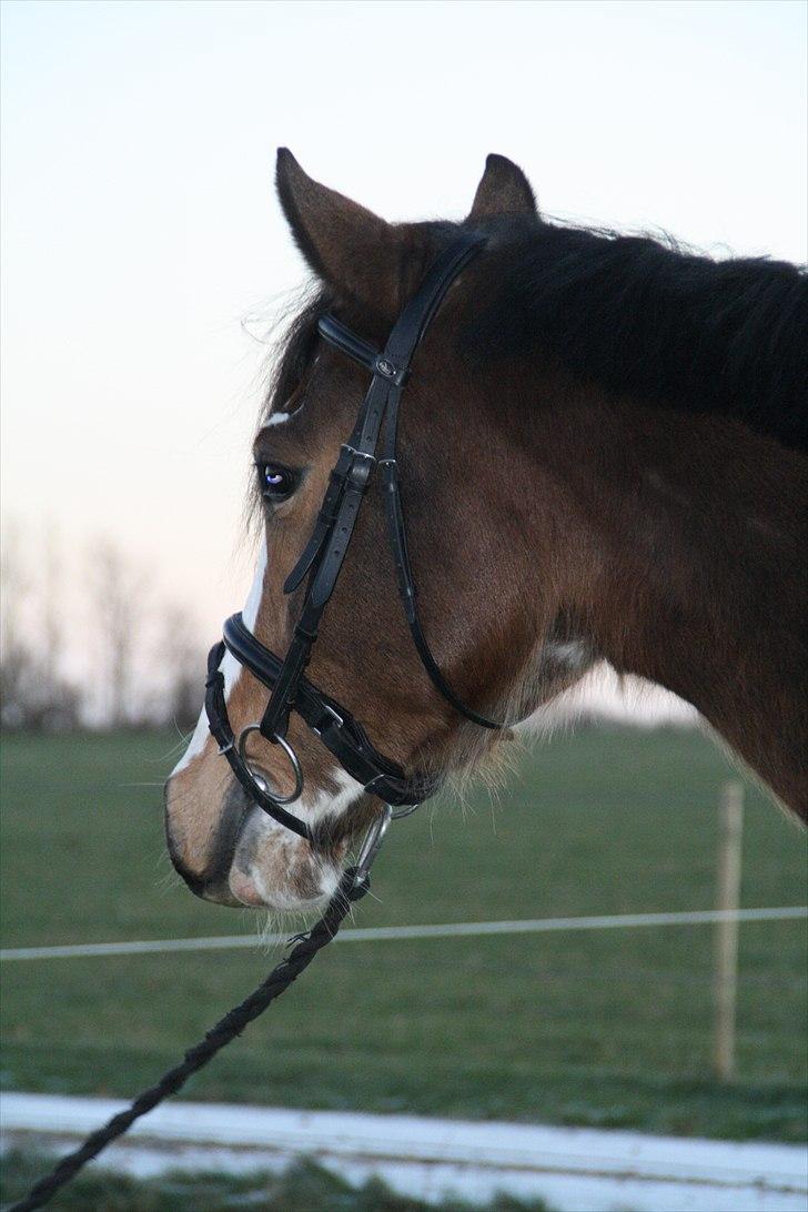 Paint Dunlaps Master Chief <3  billede 11