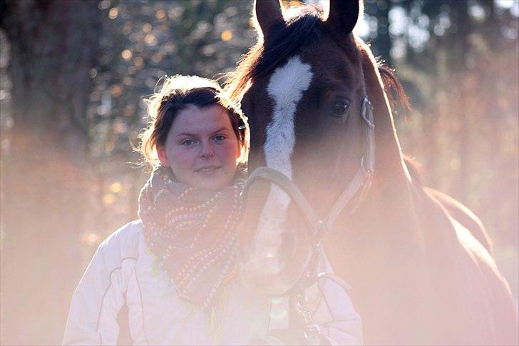 Dansk Varmblod Stokbroens Camaro billede 8