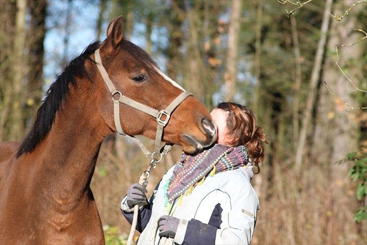 Dansk Varmblod Stokbroens Camaro - Kyyyyys :) billede 11