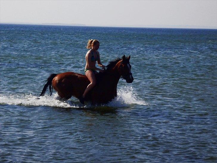 Zangersheide Elco Du Buisson Z billede 19